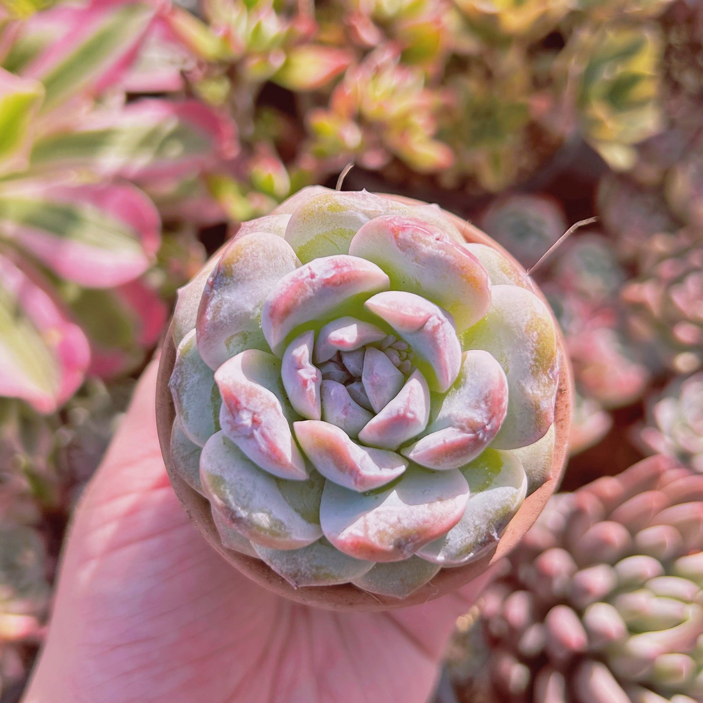 多肉植物　  新品種　Echeveria  アイシング