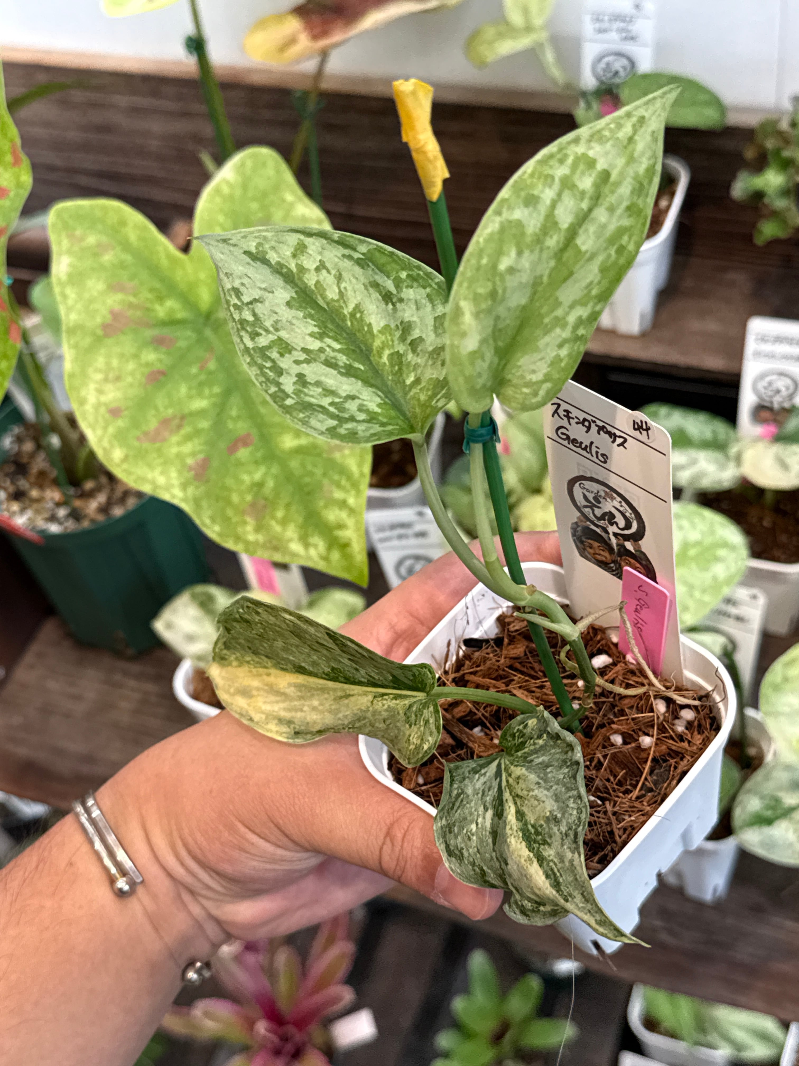 (専用商品)スキンダプサス　綺麗な斑入り　セットL1 44. スキンダプサス Geulis | Gardenえん 【観葉熱帯植物】