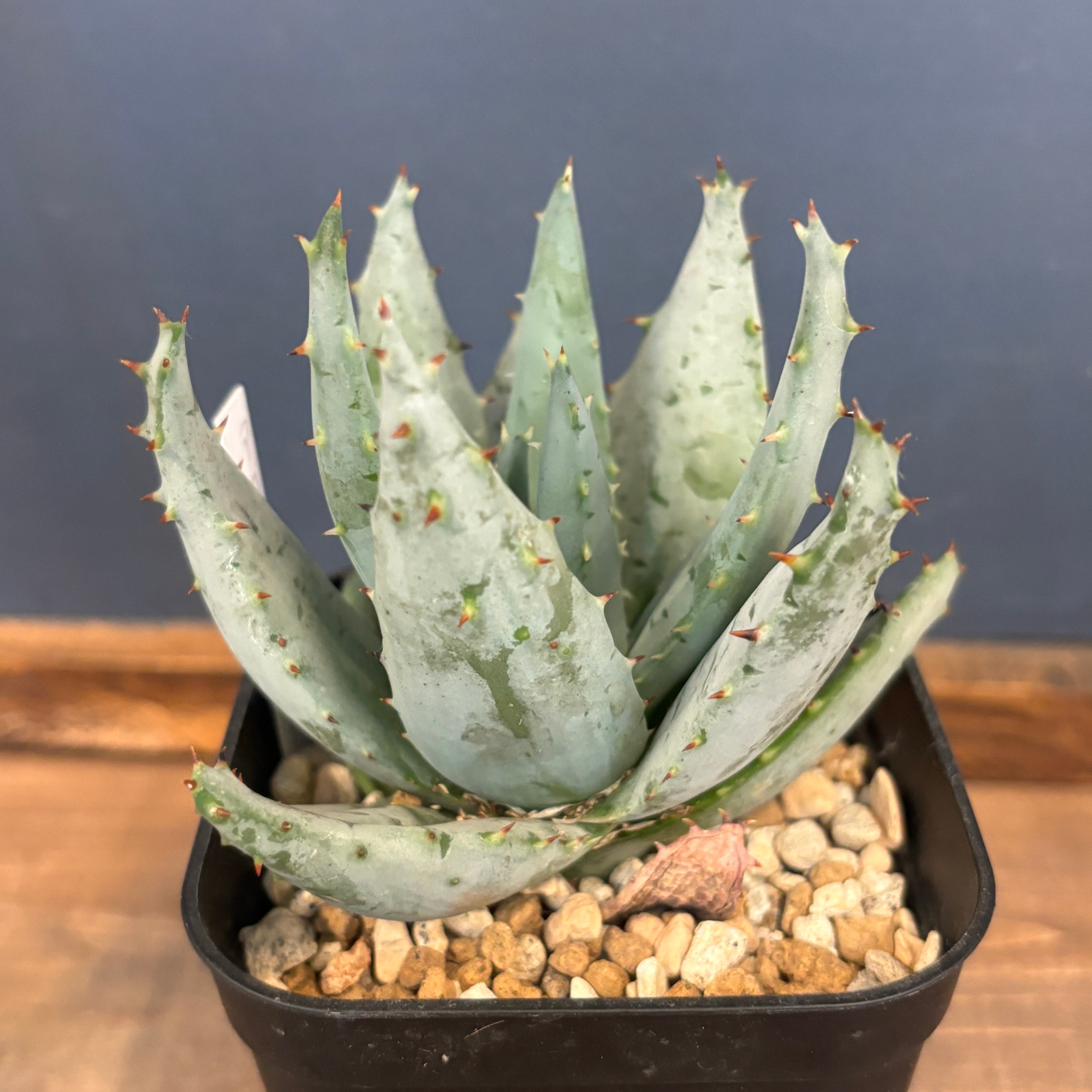 アロエ ペグレラエ【937】 | PROTOLEAF プロトリーフ