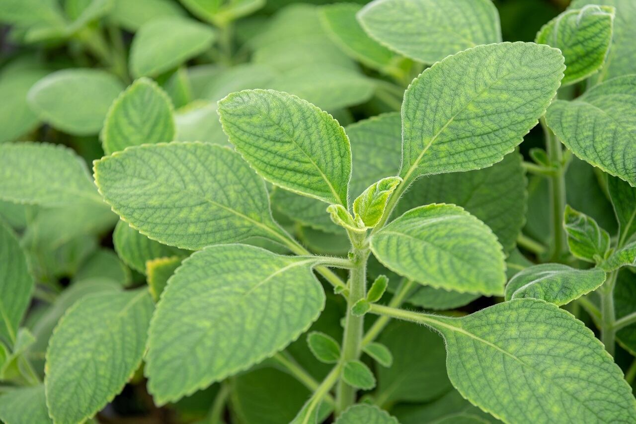 マンジェリコン茶65g(茶葉)｜ミネラルたっぷりの苦～い健康茶