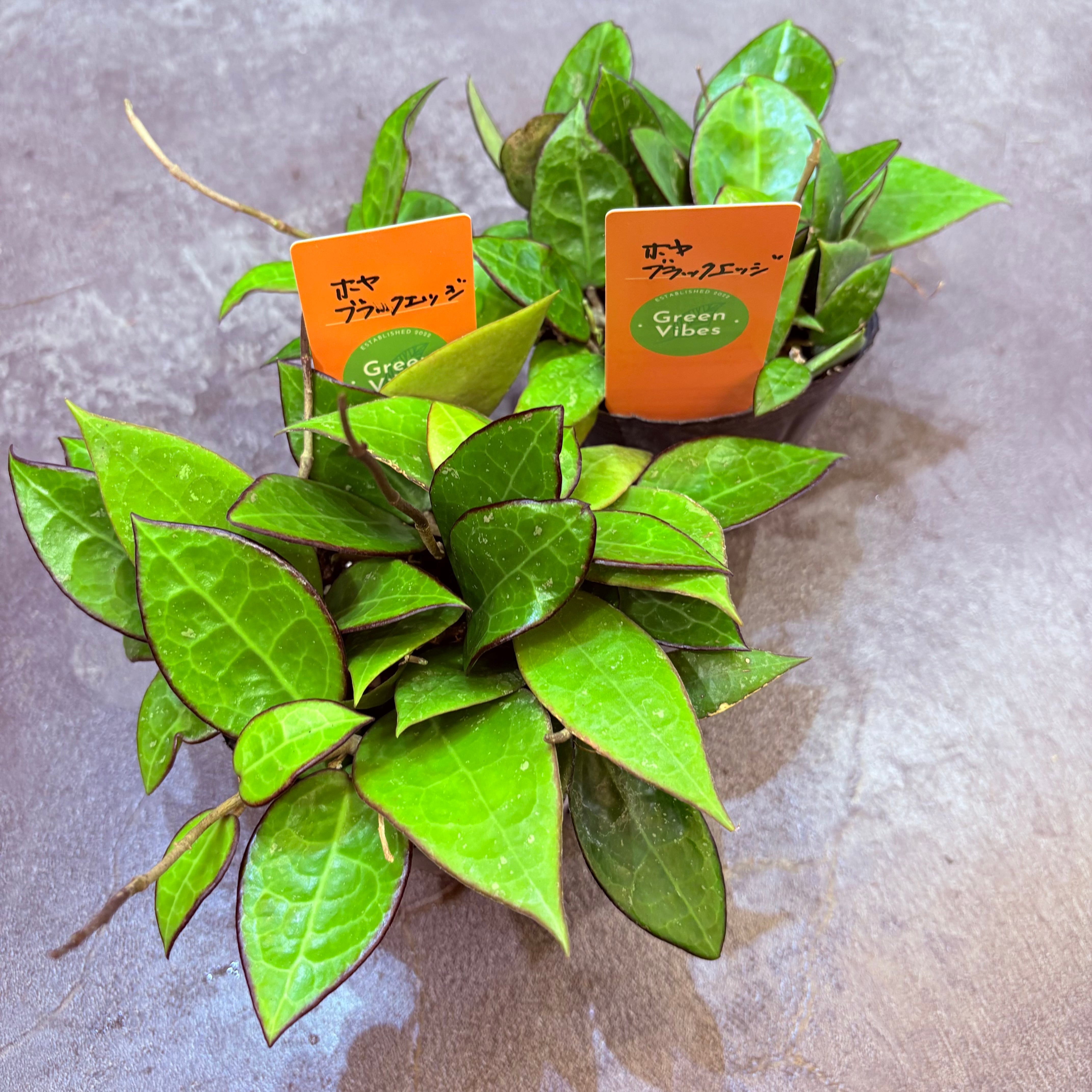 ホヤ ブラックエッジ 3.5号 | Green Vibes 宇都宮市の観葉植物専門店
