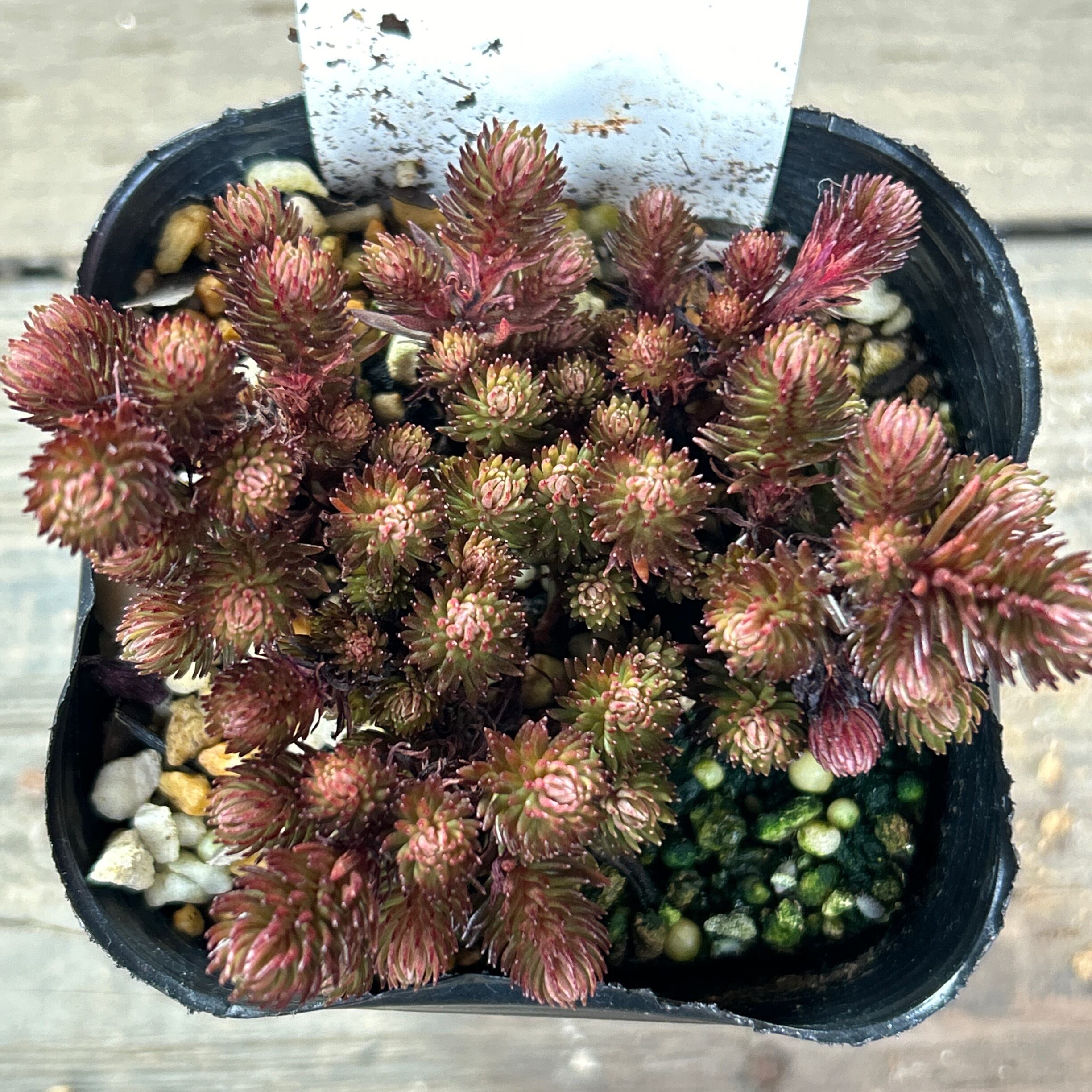 多肉植物 カワイイ紅葉コンビ♡フーケリー とチョコレートボール♫ チョコレートボール | RuPo 多肉植物専門店