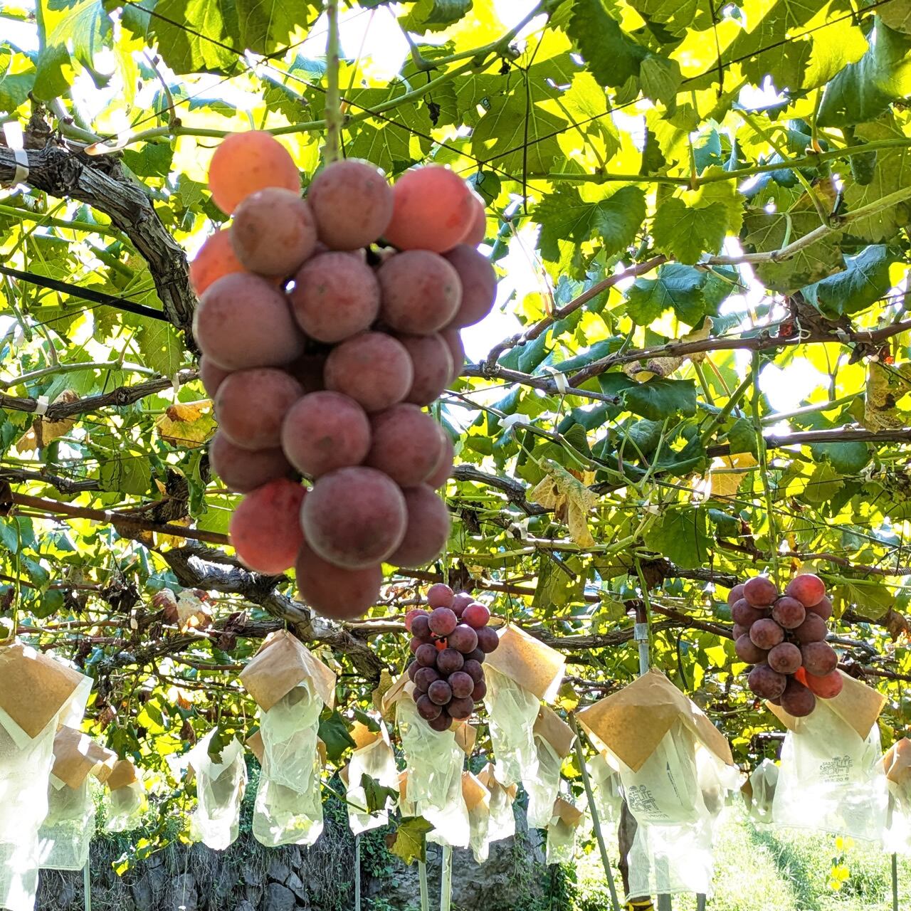 紅の芳醇【プレミアム贈答】クイーンニーナ約500g×2房 （合計約1kg
