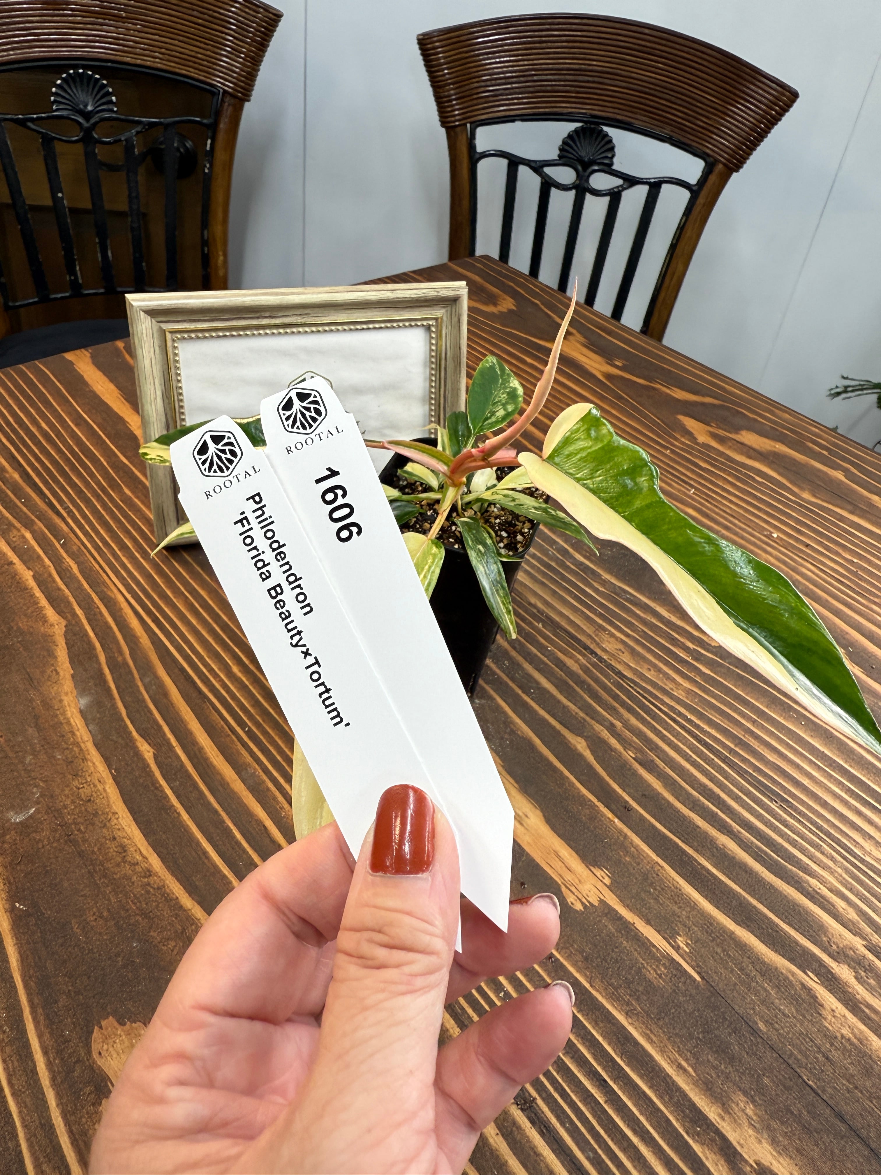 斑入り | ROOTALPLANTS