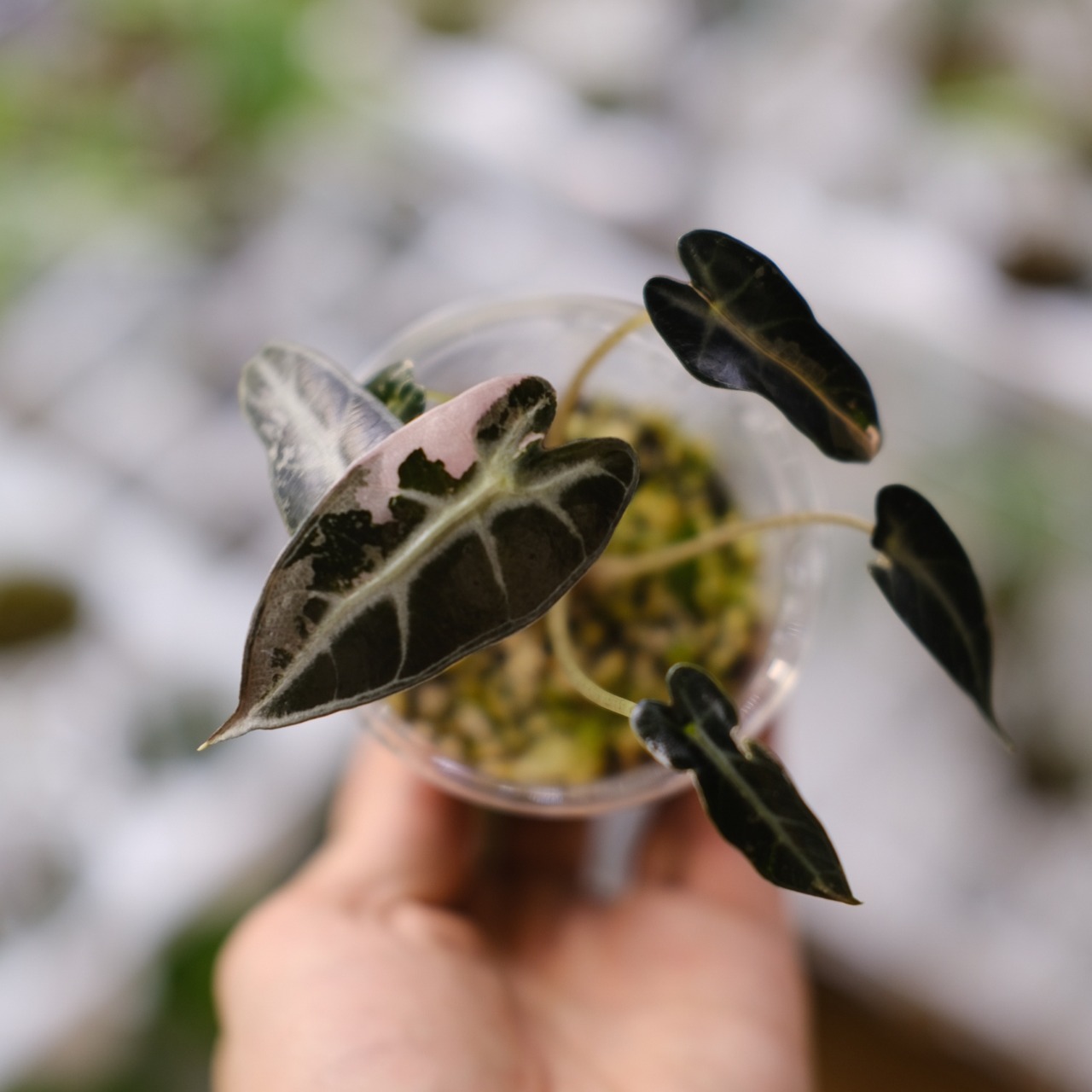 アロカシア バンビーノ ピンク/ Alocasia bambino Pink⑦│観葉植物