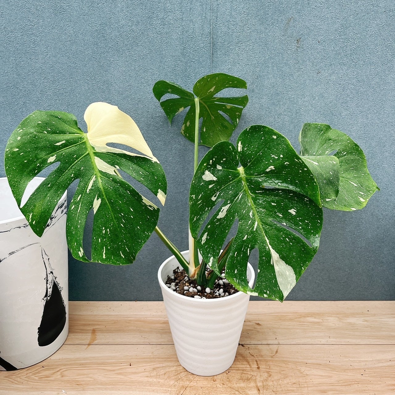 現品］☆人気☆ 87番 柱サボテン 鬼面角 ブランチ 5号 観葉植物 室内