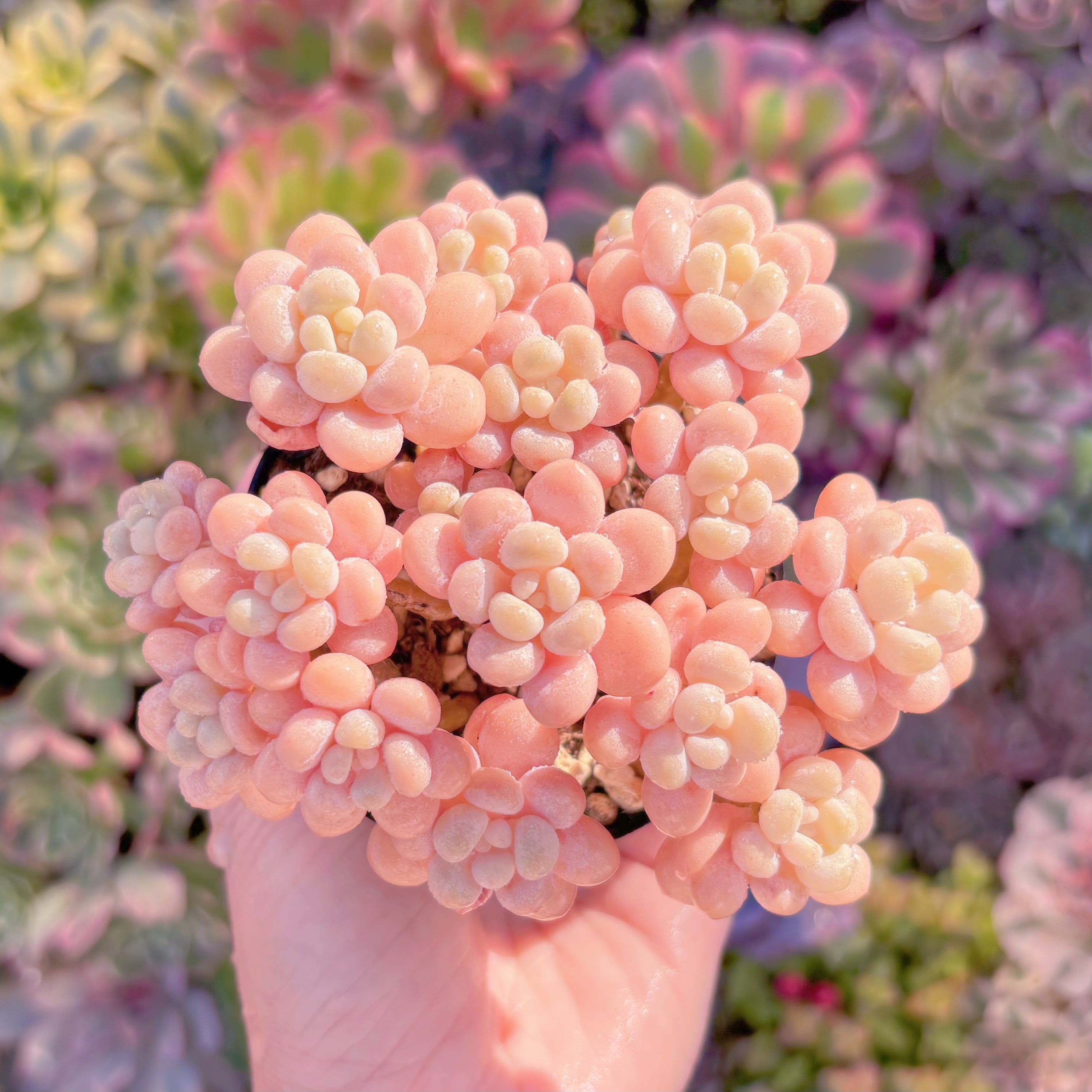 現品　丸葉ストロベリーミルク#1179　群生　るる農園