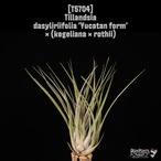 【reserved】dasyliriifolia 'Yucatan form' × (kegeliana × rothii)〔エアプランツ〕現品発送T5704