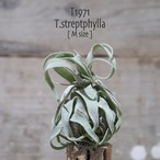 【送料無料】streptophylla M〔エアプランツ〕現品発送T1971