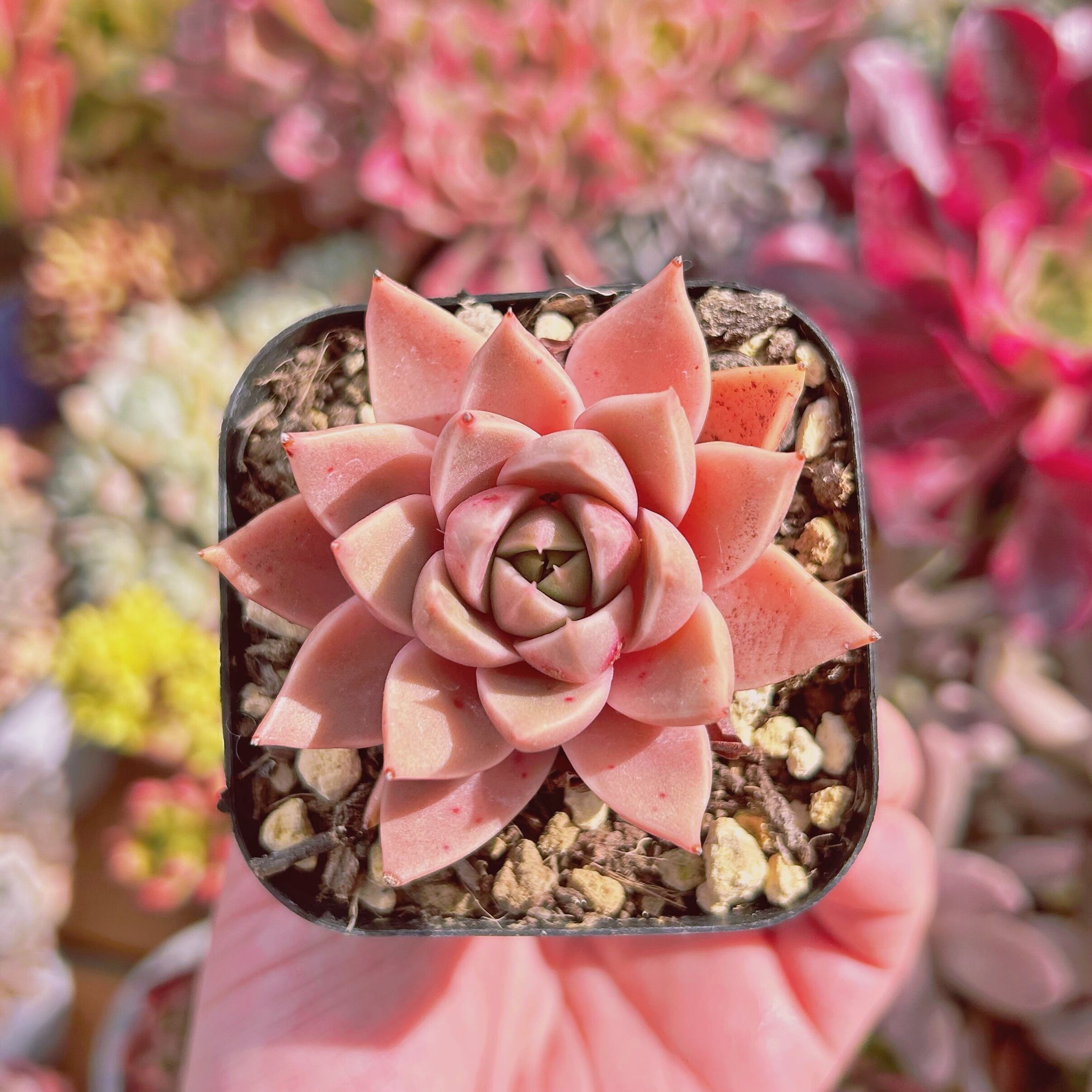 #602現物　多肉植物　secret rose　小傷あり