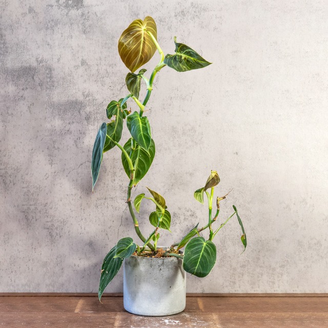 フィロデンドロン・ミカンス｜光で変わるビロードの葉が美しいツル性観葉植物【手作りモルタル鉢／ビロードカズラ】