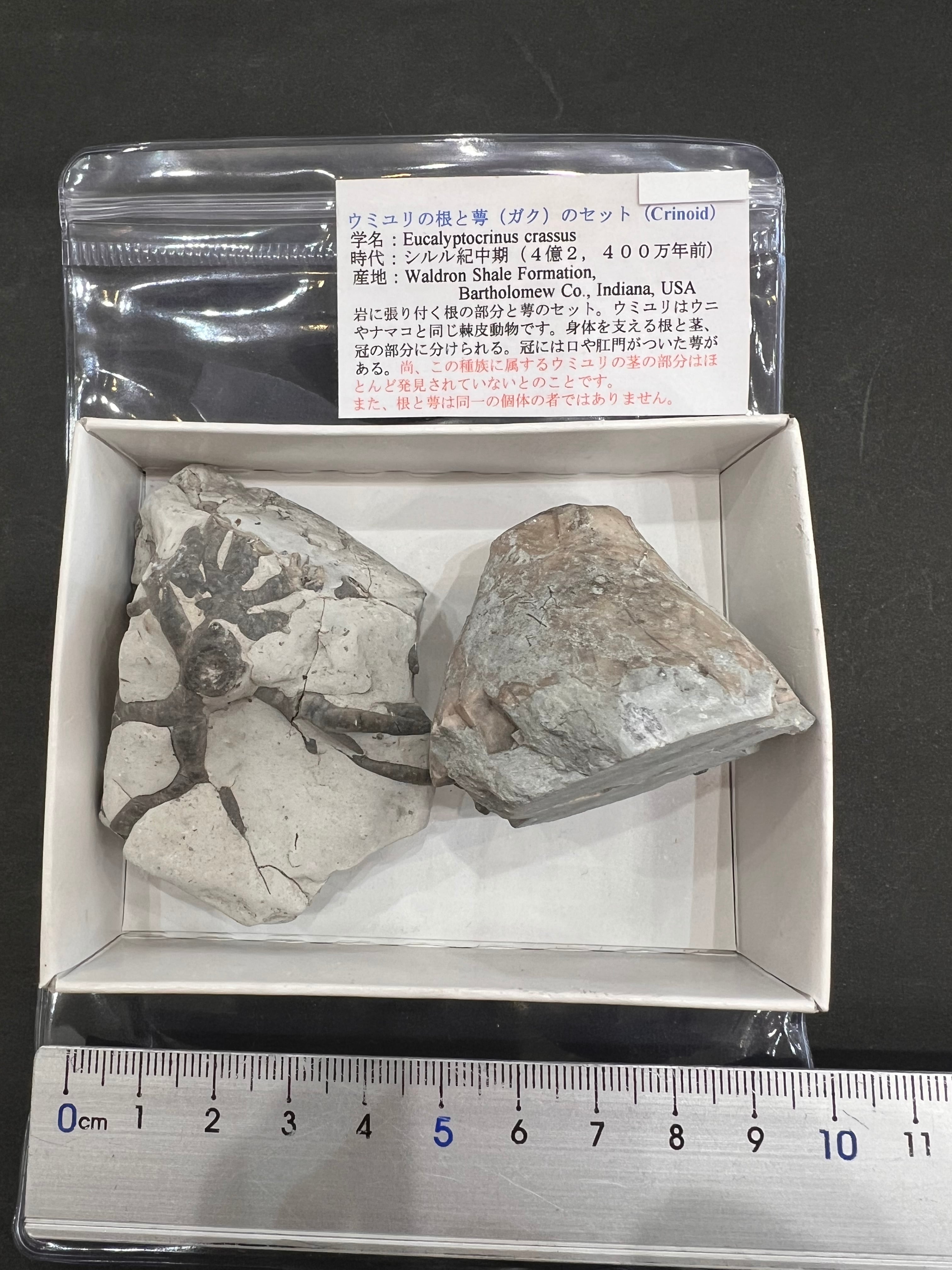 化石標本】 | クリスタル・ワールド御徒町店