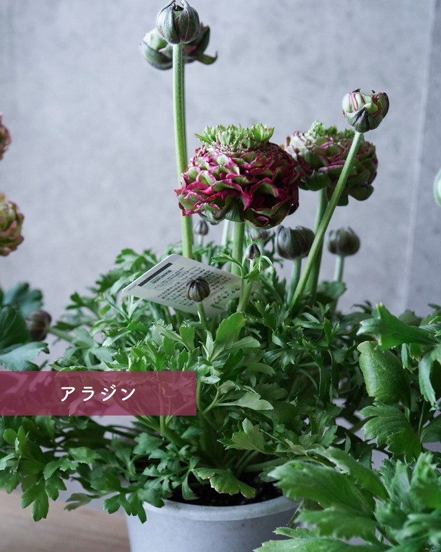 ラナンキュラス ポンポン　５号　３色