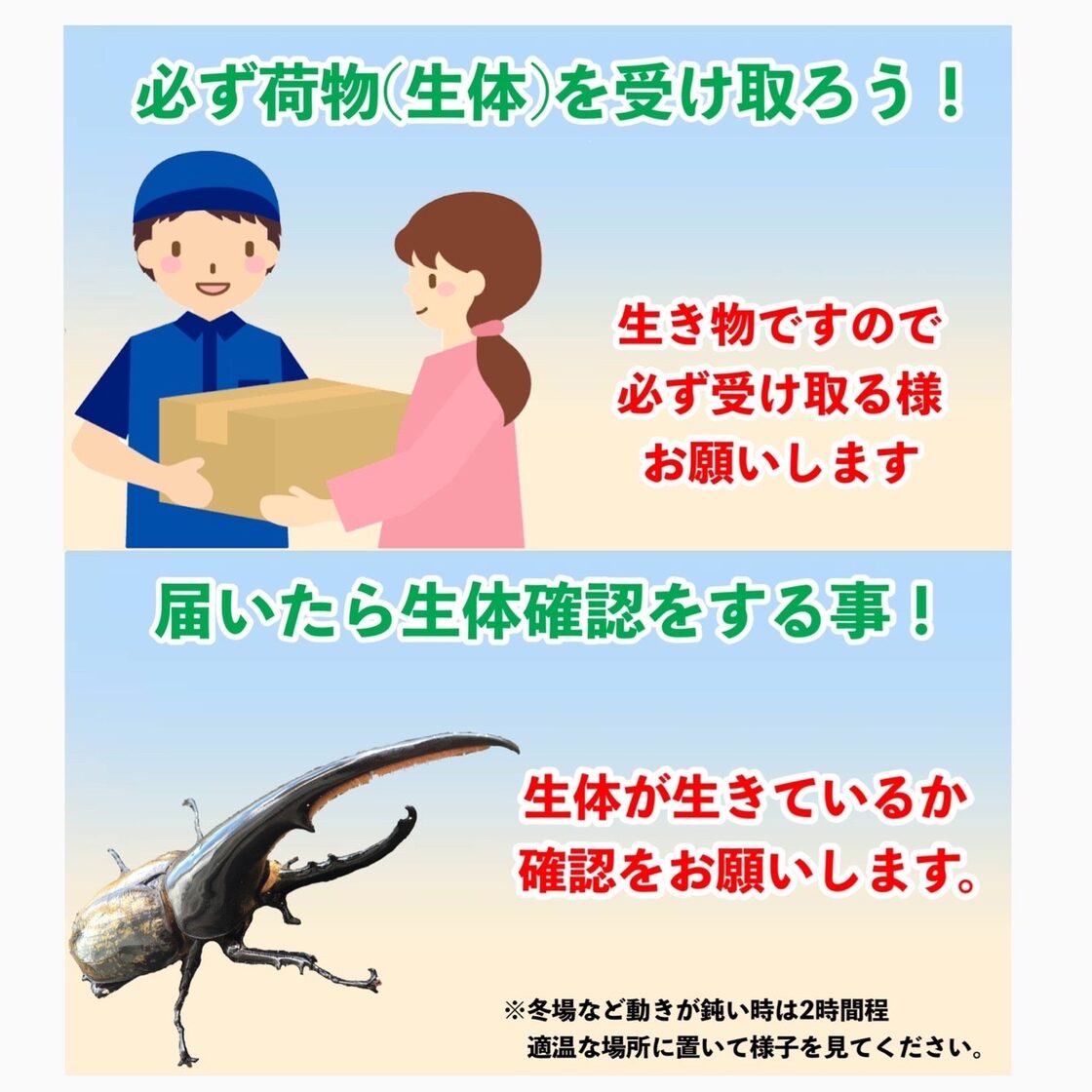 ヘラクレス ヘラクレスオオカブト 成虫 (♂)オス 単品 150㎜ UP | PAY ID