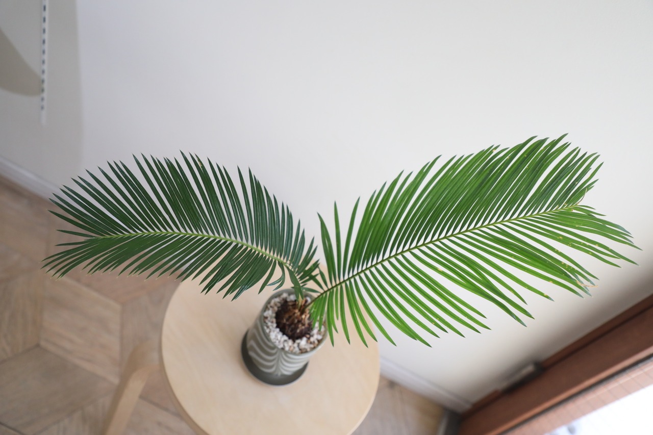 【M】ソテツ/Japanese sago palm