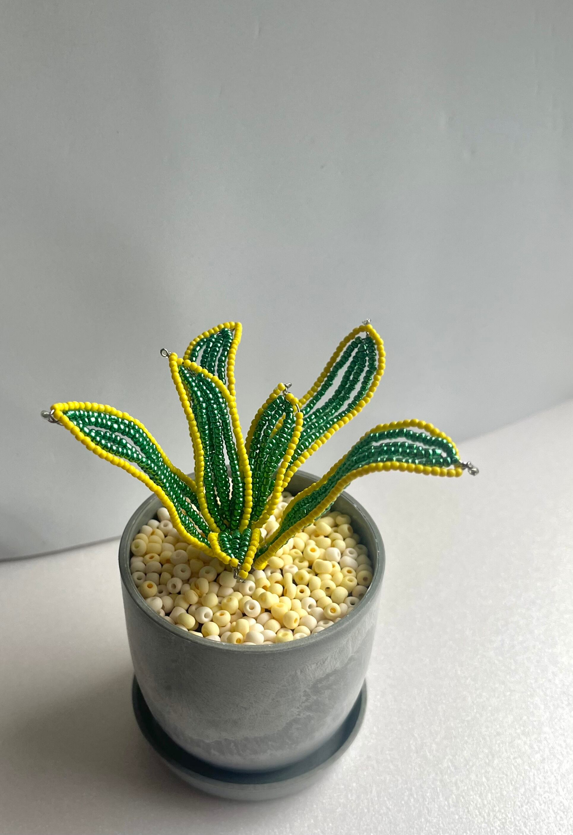 サンスベリア ビーズプラント | finn.