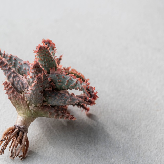 アロエ ハイブリッド -Aloe hybrid- No.12