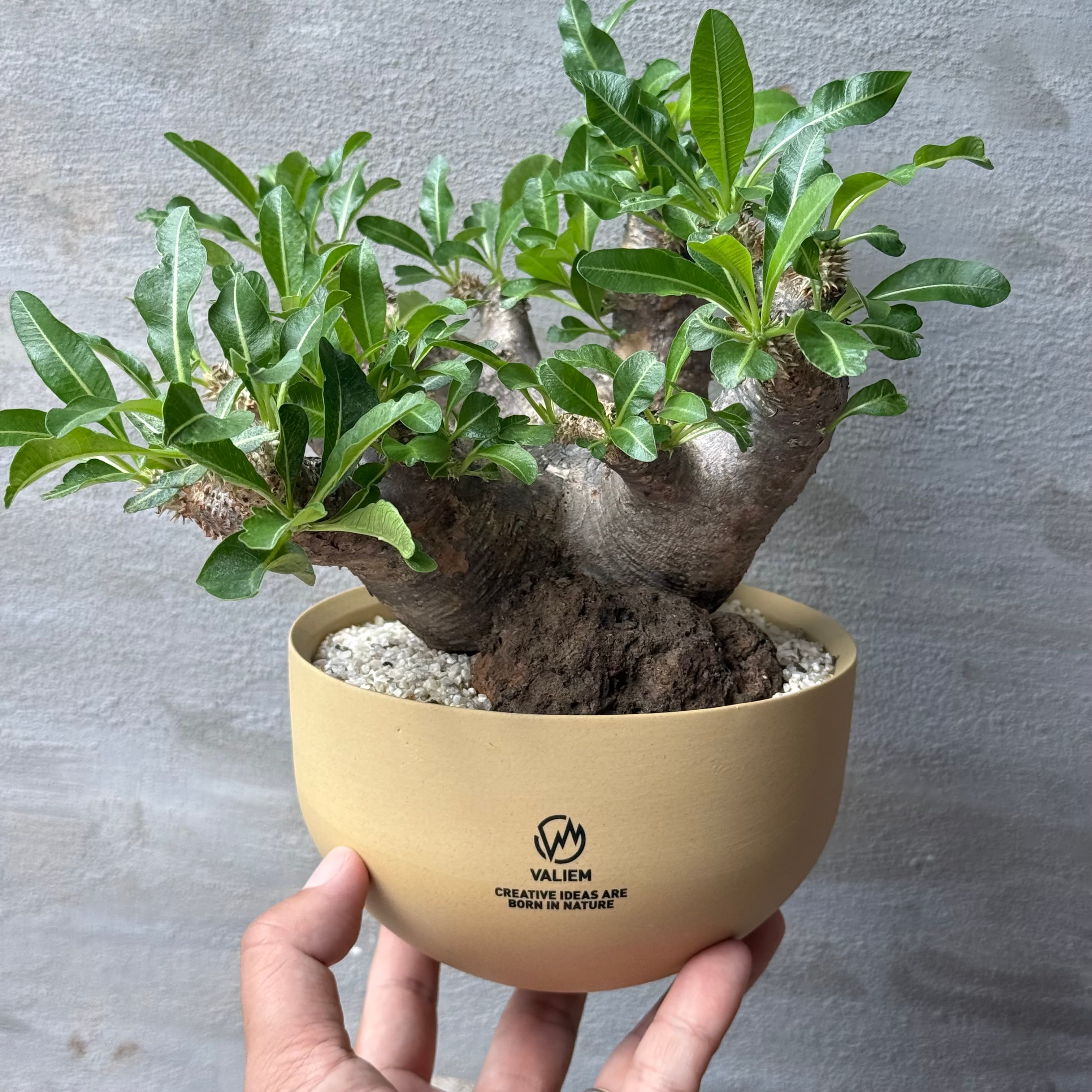 植物×鉢】パキホディウム ブレビカリックス 現地球 発根済み × valiem