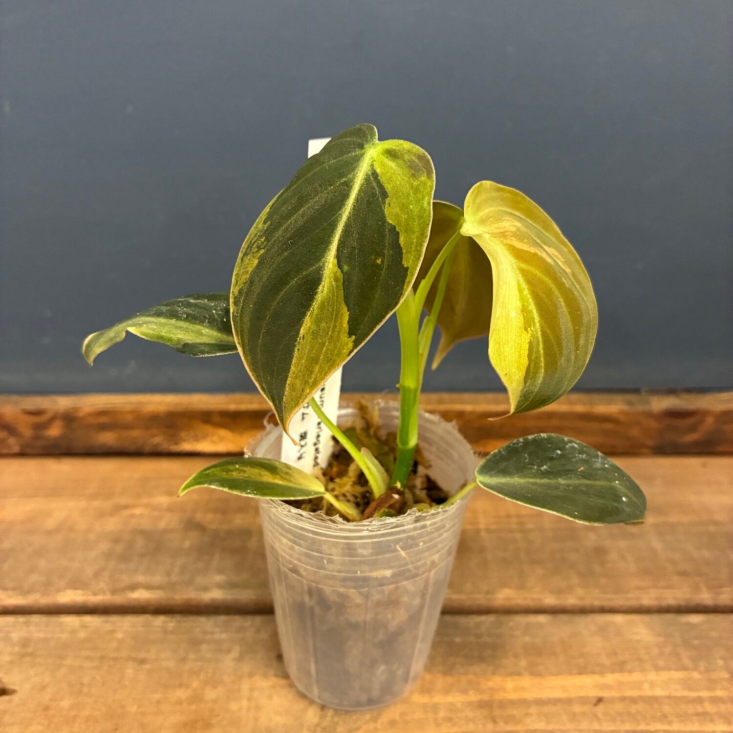 JN】フィロデンドロン メラノクリサム 斑入り【008】 | PROTOLEAF