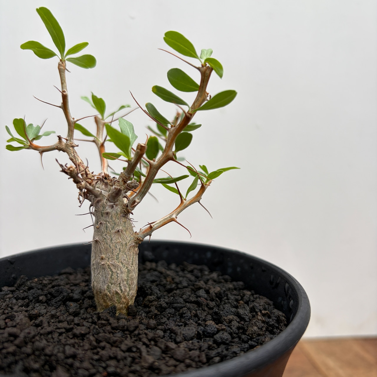 Fouquieria columnaris【フォークイエリア・コルムナリス・観峰玉・実生】
