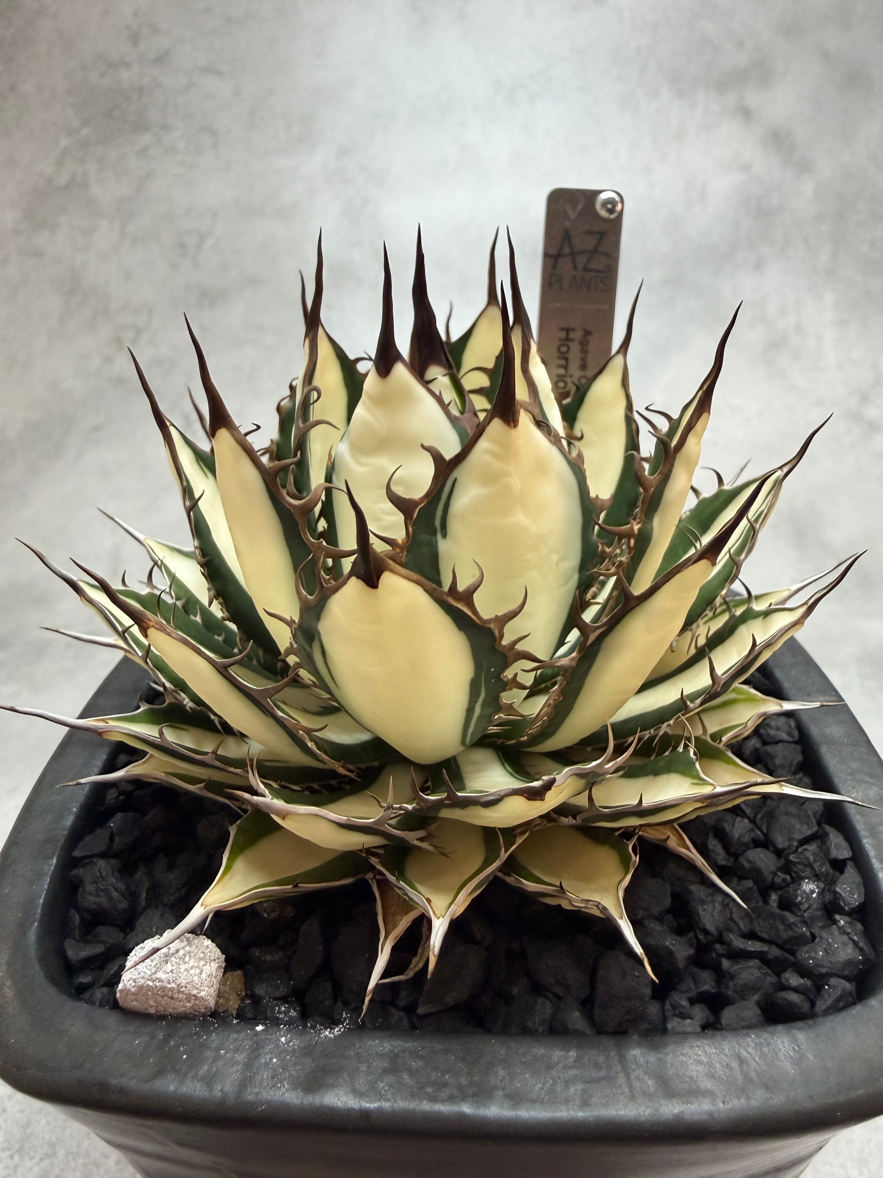 オアハカワイルド　実生　4号鉢サイズ　アガベ Oaxaca seedling「オアハカ実生」アガベ Agave | AZ.PLANTS