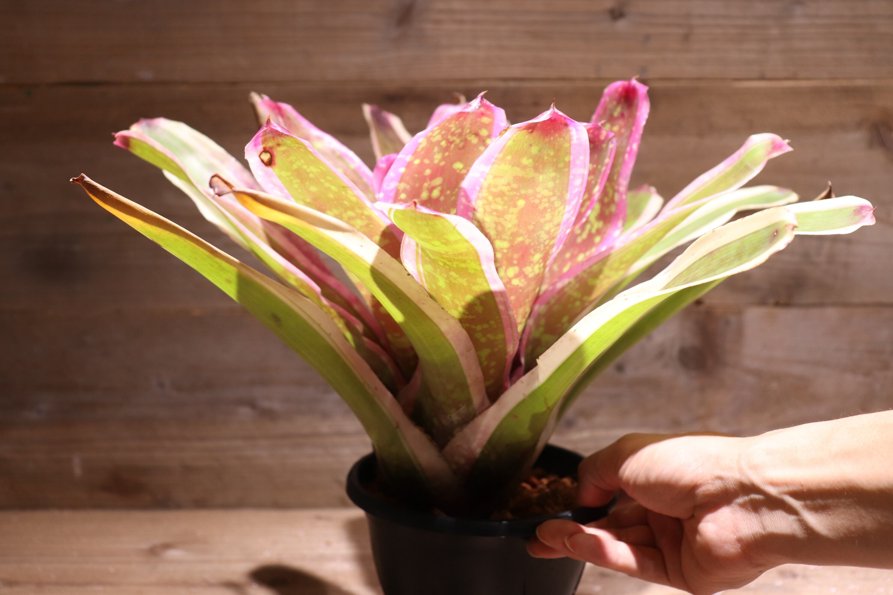 送料無料】Neoregelia 'Cumbia'〔ネオレゲリア〕現品発送N0232 | plane