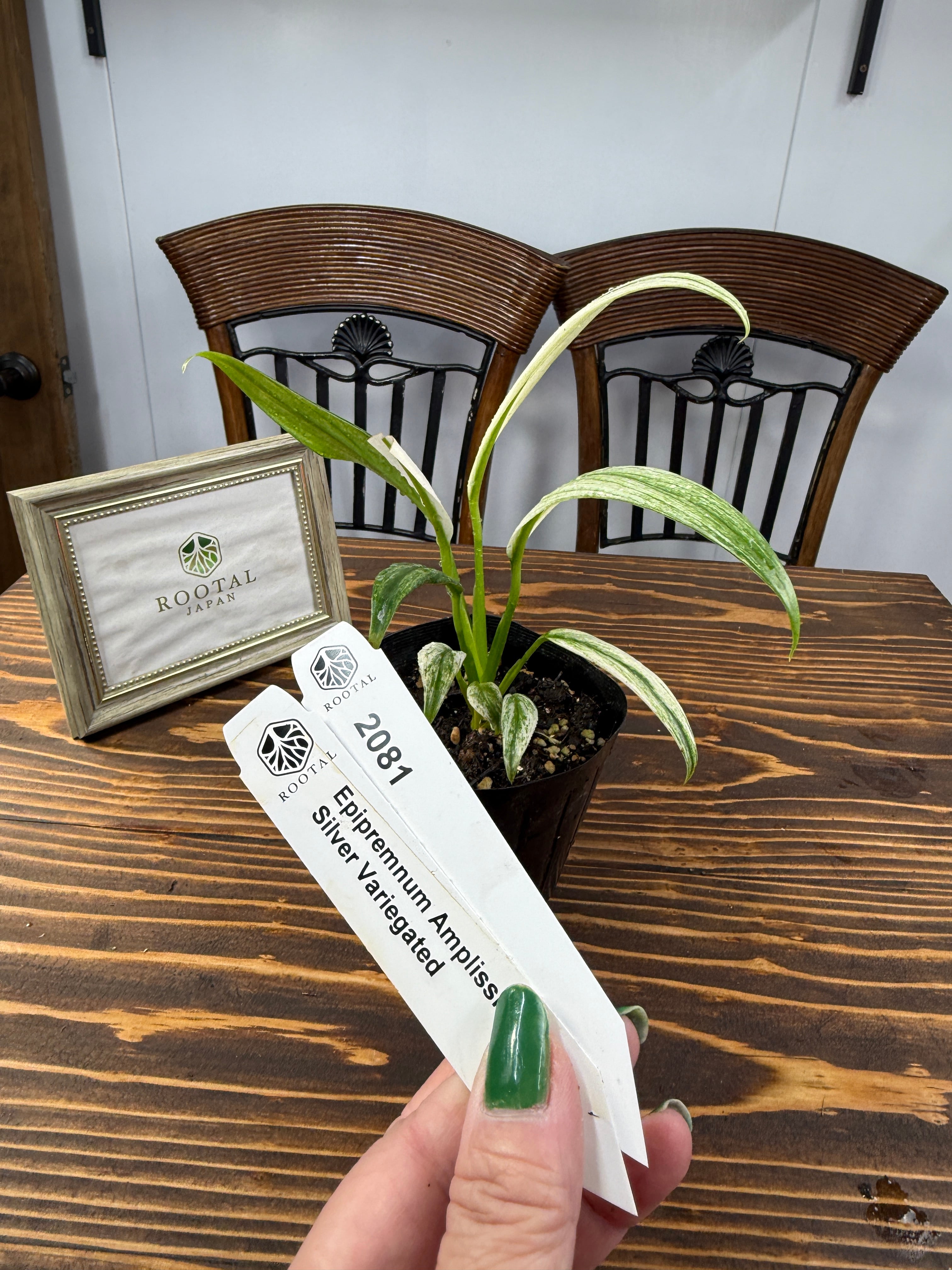 ★2081 エピプレムナム アンブリッシュマムシルバーバリエガータ(3.5号ポット)