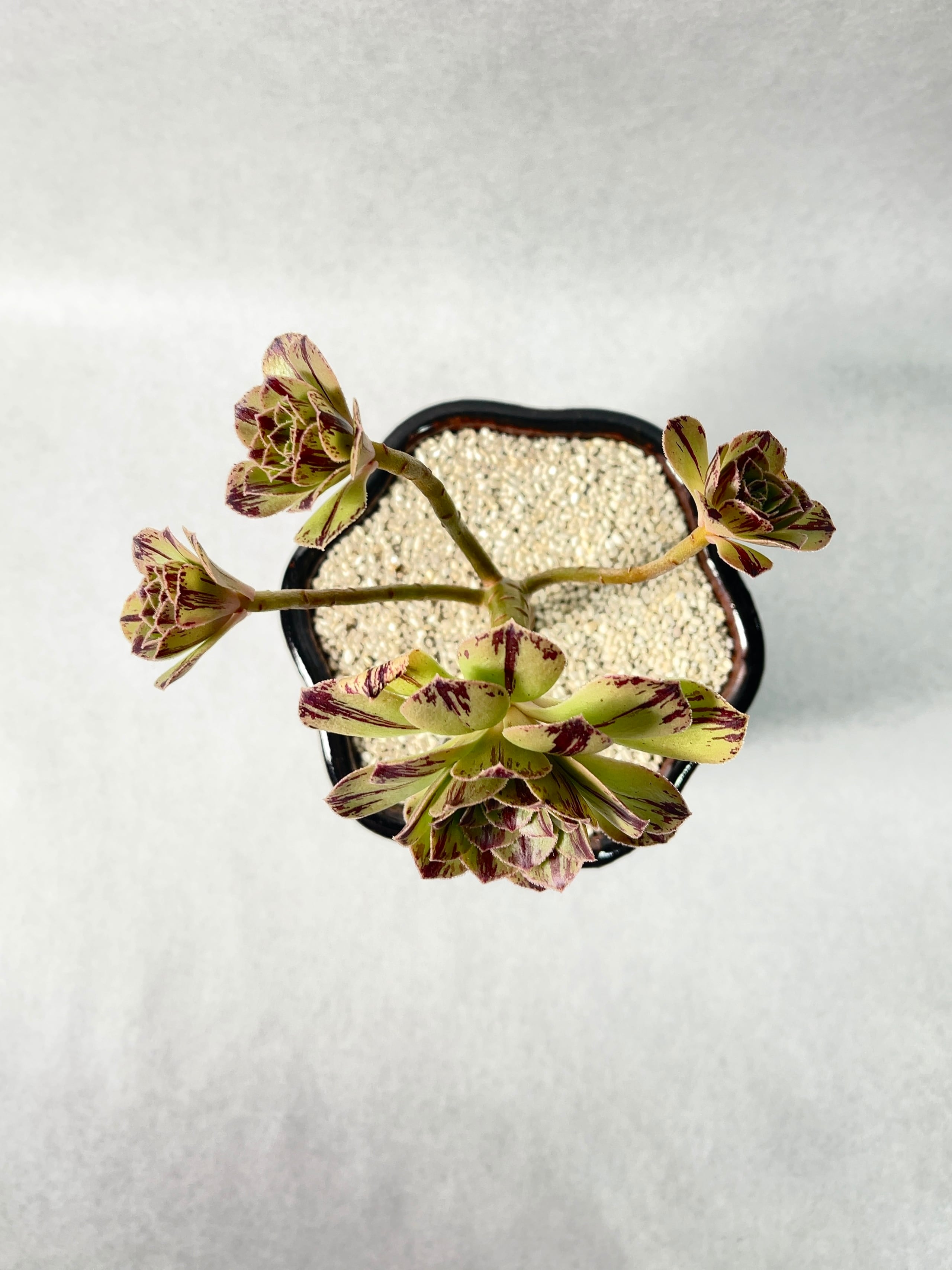 アエオニウム・グリーンファイヤー | trigger