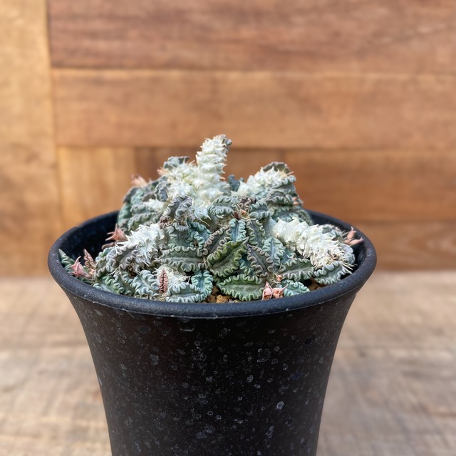 Euphorbia tulearensis【ユーフォルビア・トゥレアレンシス】