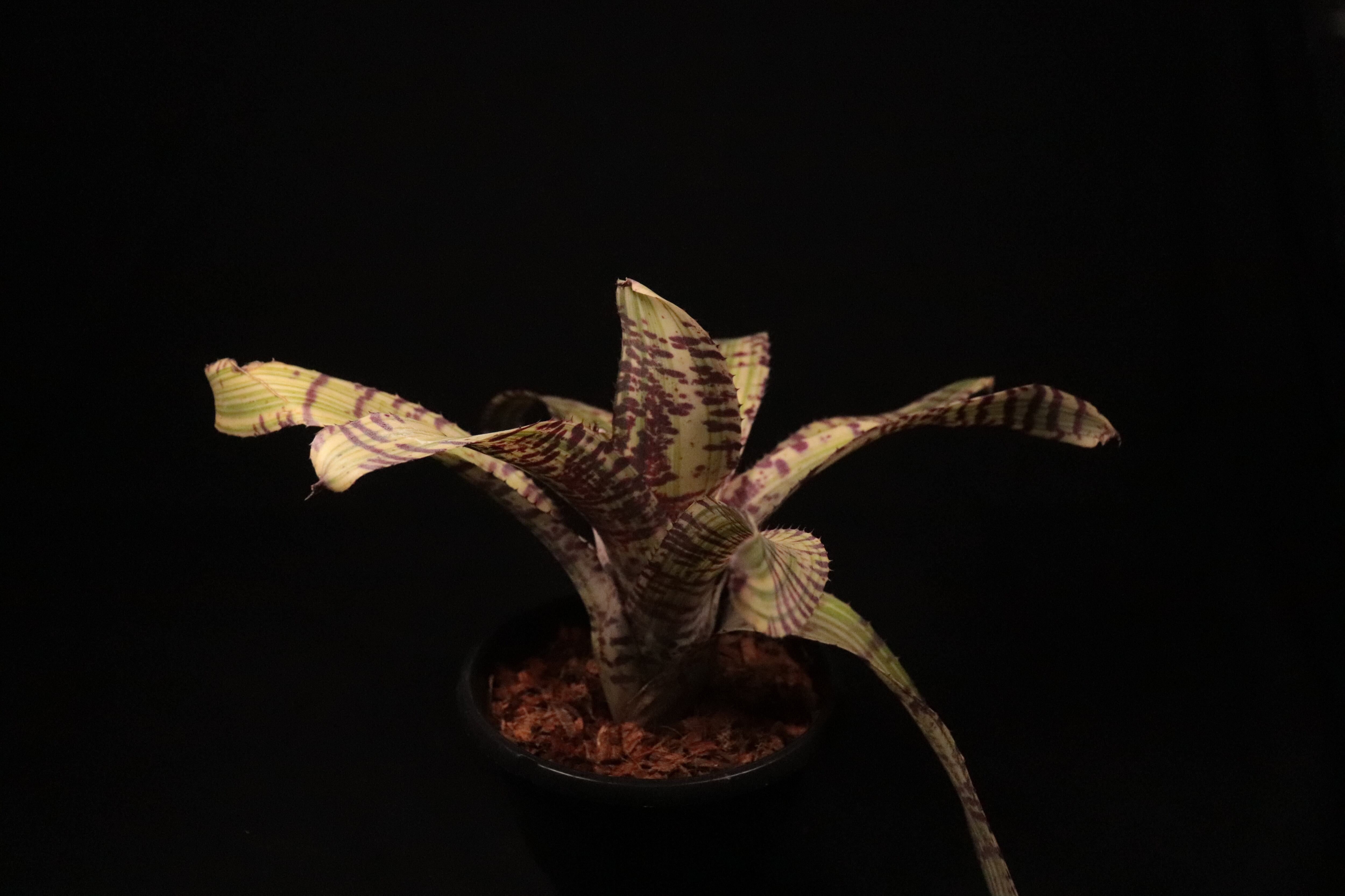 送料無料】Neoregelia 'Moon Rainbow' x 'Tiger Hybrid'〔ネオレゲリア