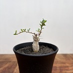 Fouquieria columnaris【フォークイエリア・コルムナリス・観峰玉・実生】
