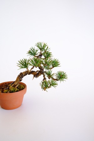 19.五葉松 豆盆栽 Goyo Matsu (White Pine)