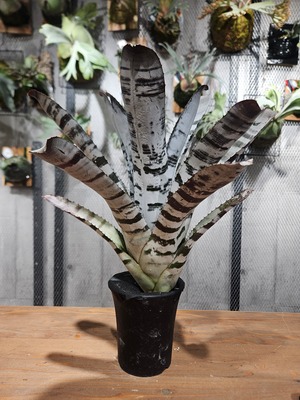 Aechmea  chantinii  Black Select A1【artPLANTs/PLANTS GARAGE 】エクメア/タンクブロメリア