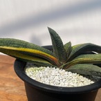 Gasteria batesiana var.'Kokuouten' 【ガステリア・黒鶯囀錦】
