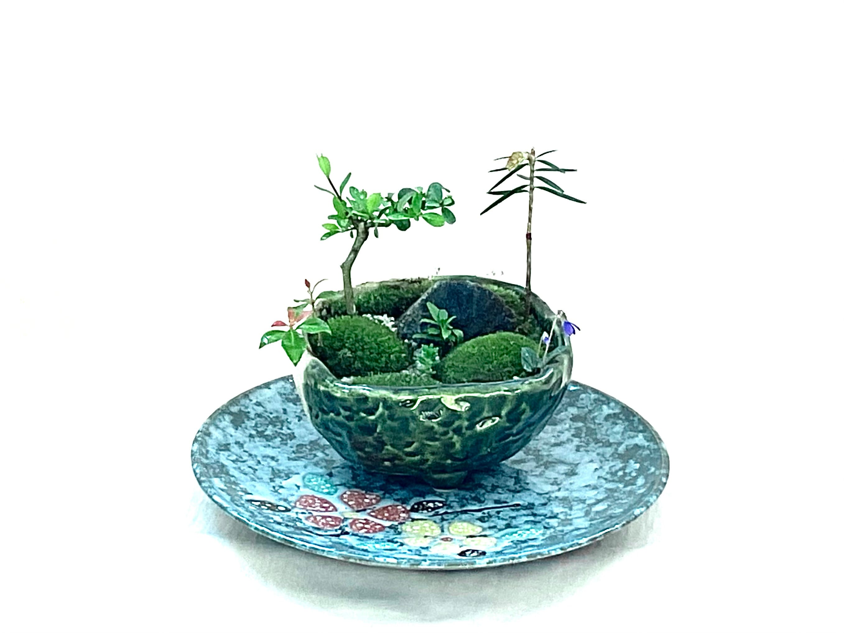 中型盆栽 苔付き マッコウ 苔盆景 苔盆栽 可憐なすみれ | mossloulan楼蘭
