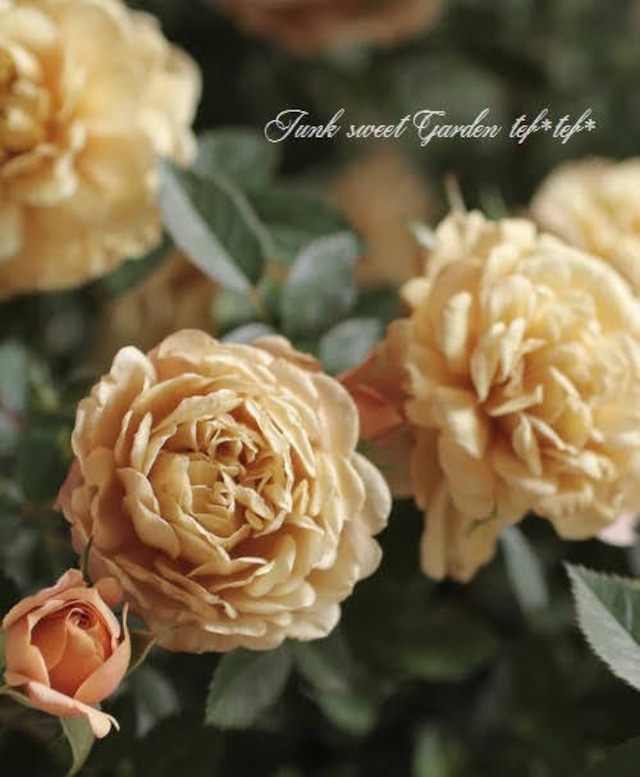 ビオラ『レディ』　3号ポット　１苗　寄せ植え　花