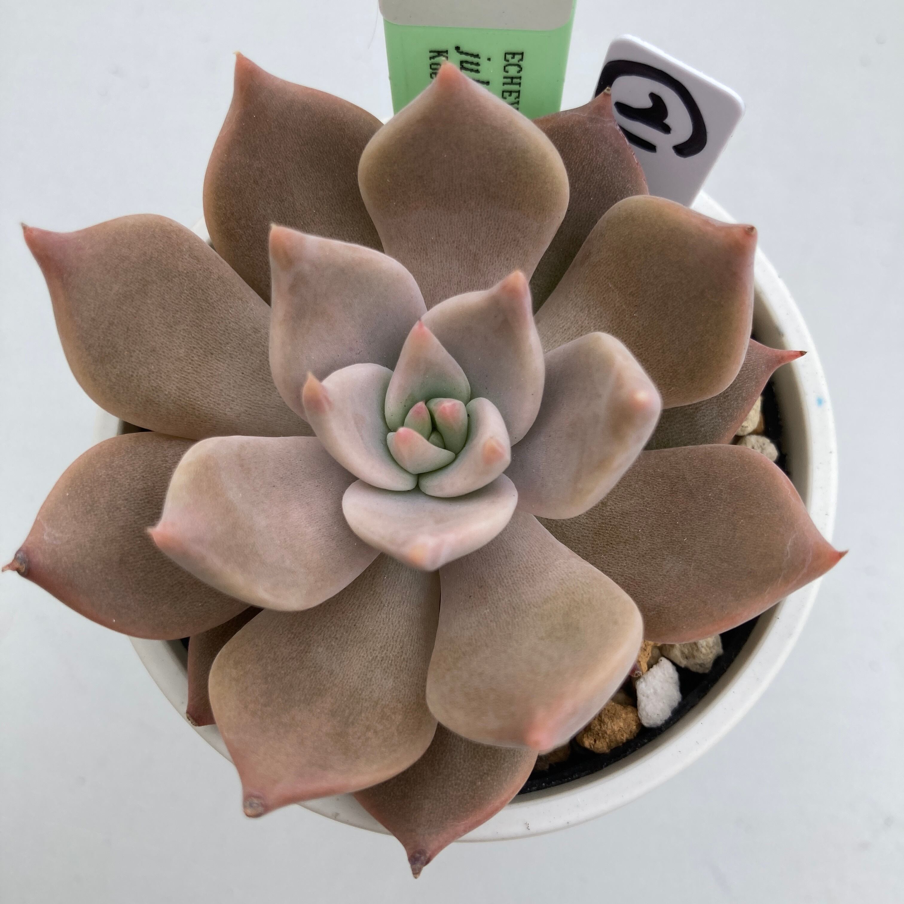 現物商品】ECHEVERIA juliana,Rio Piaxla ② 原種 実生苗 | 多肉植物研究所