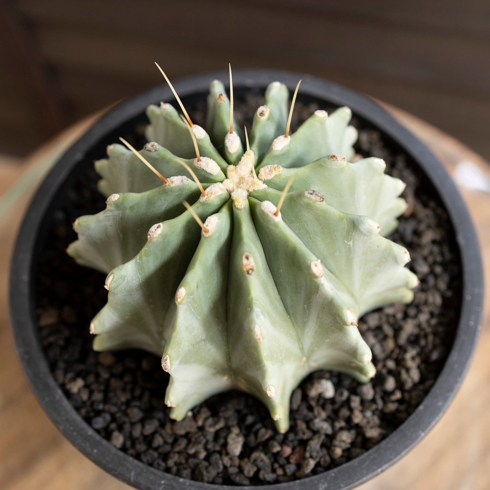 刺無王冠竜 フェロカクタス ブルーバレルカクタス サボテン 5号 樹脂鉢