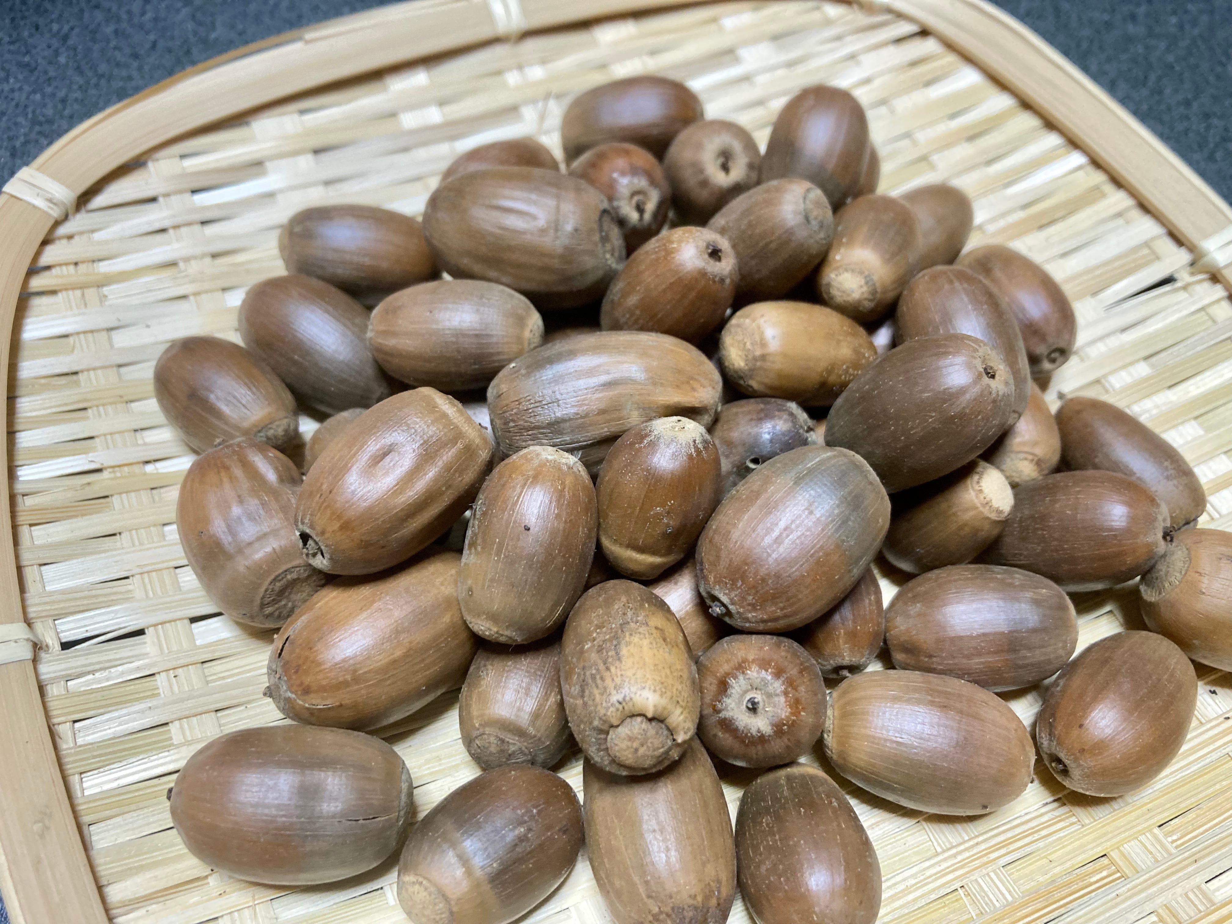 ミズナラのどんぐり 50個＋5個 | jurarumin@自然素材