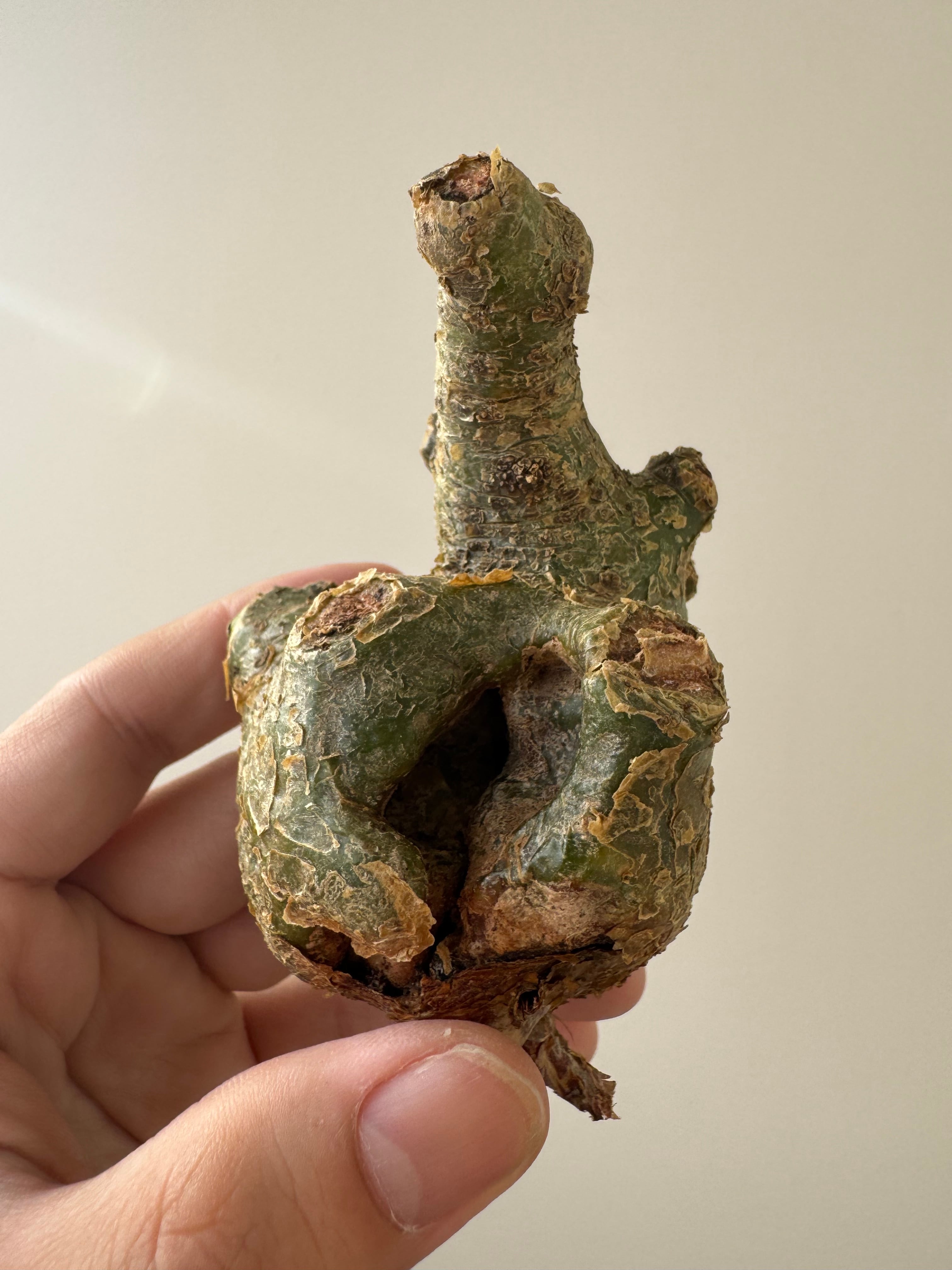 チレコドン | 青坊主-aobouzu-