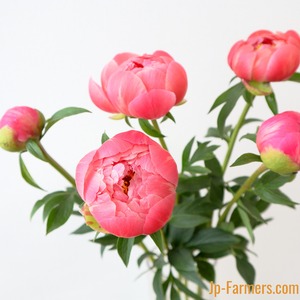 【咲かせやすさNO.1】　野島茂一郎さんの芍薬　コーラルチャーム（サンゴピンク色）10本　