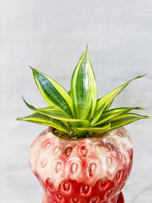 【strawberry】サンセベリア