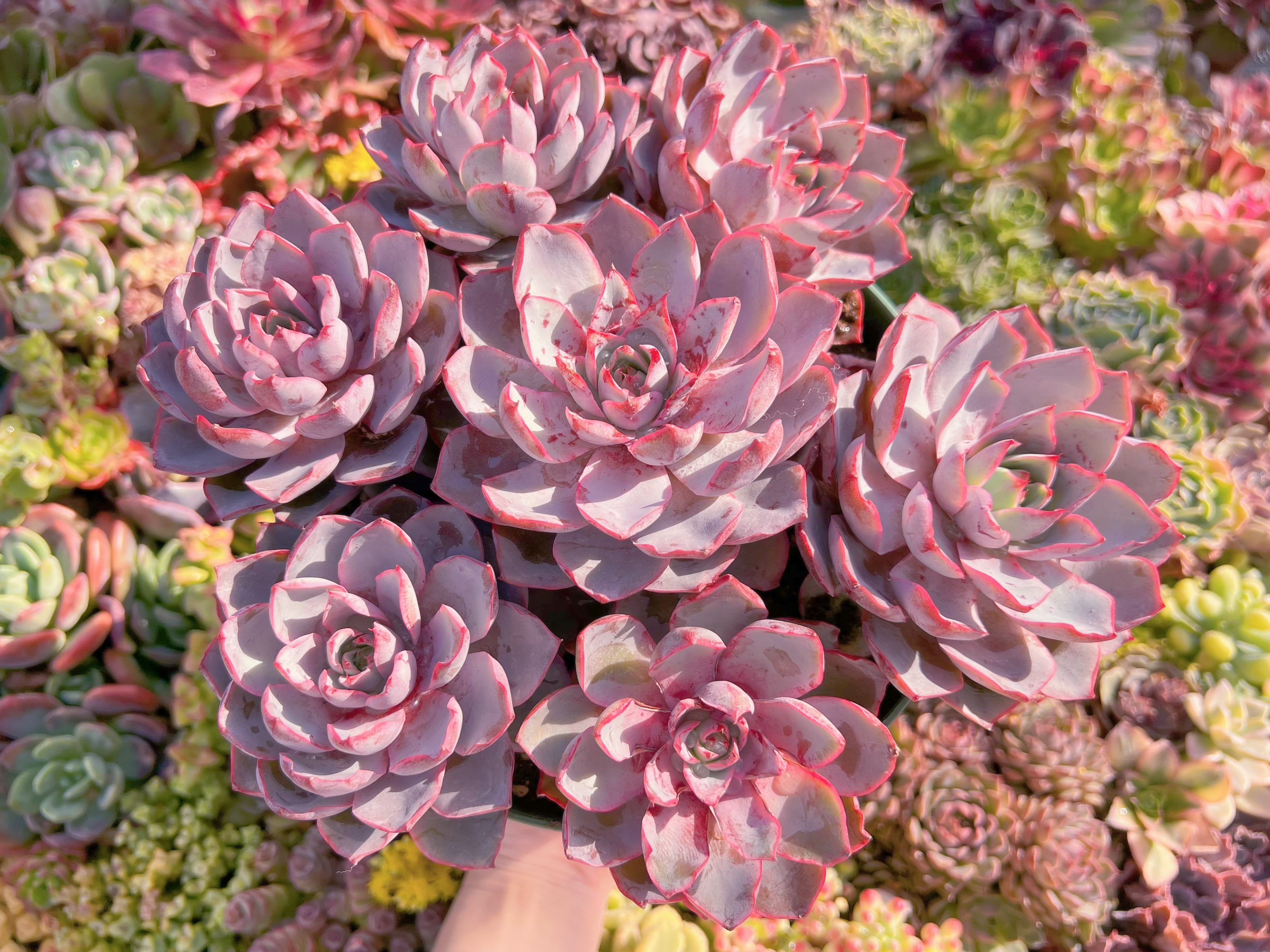 現品　ヘラ#A098　新入荷　るる農園