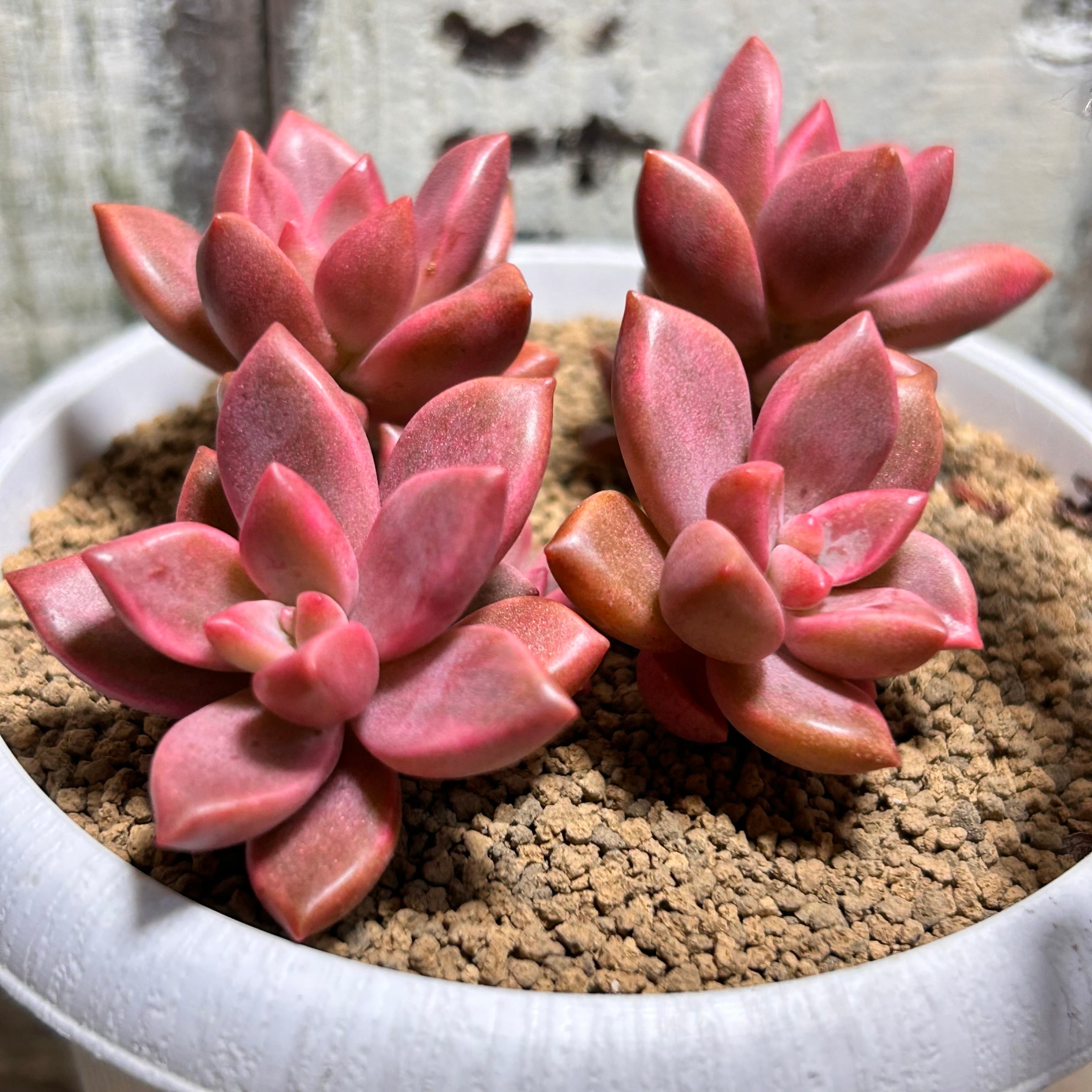だるま秀麗 | RuPo 多肉植物専門店