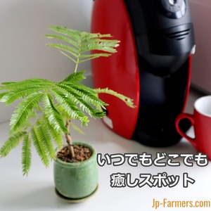 癒しのひととき　エバーフレッシュ Casual bonsai