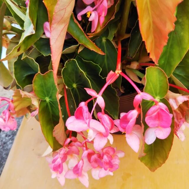 木立ベゴニア10.5cmポット苗  hanazukin（花ずきん） 農家直送の花苗 