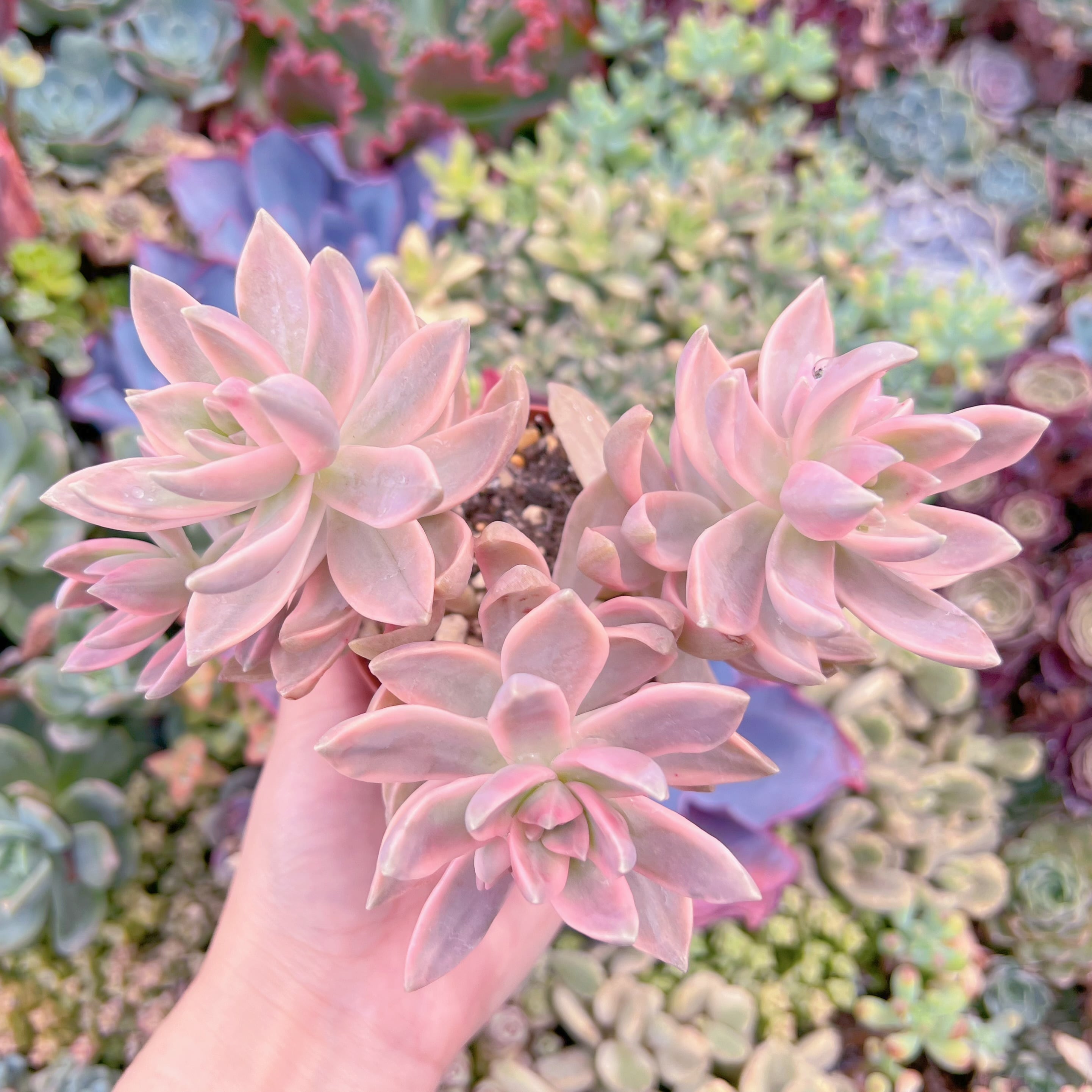 現品　淡羽錦#K508　群生　るる農園