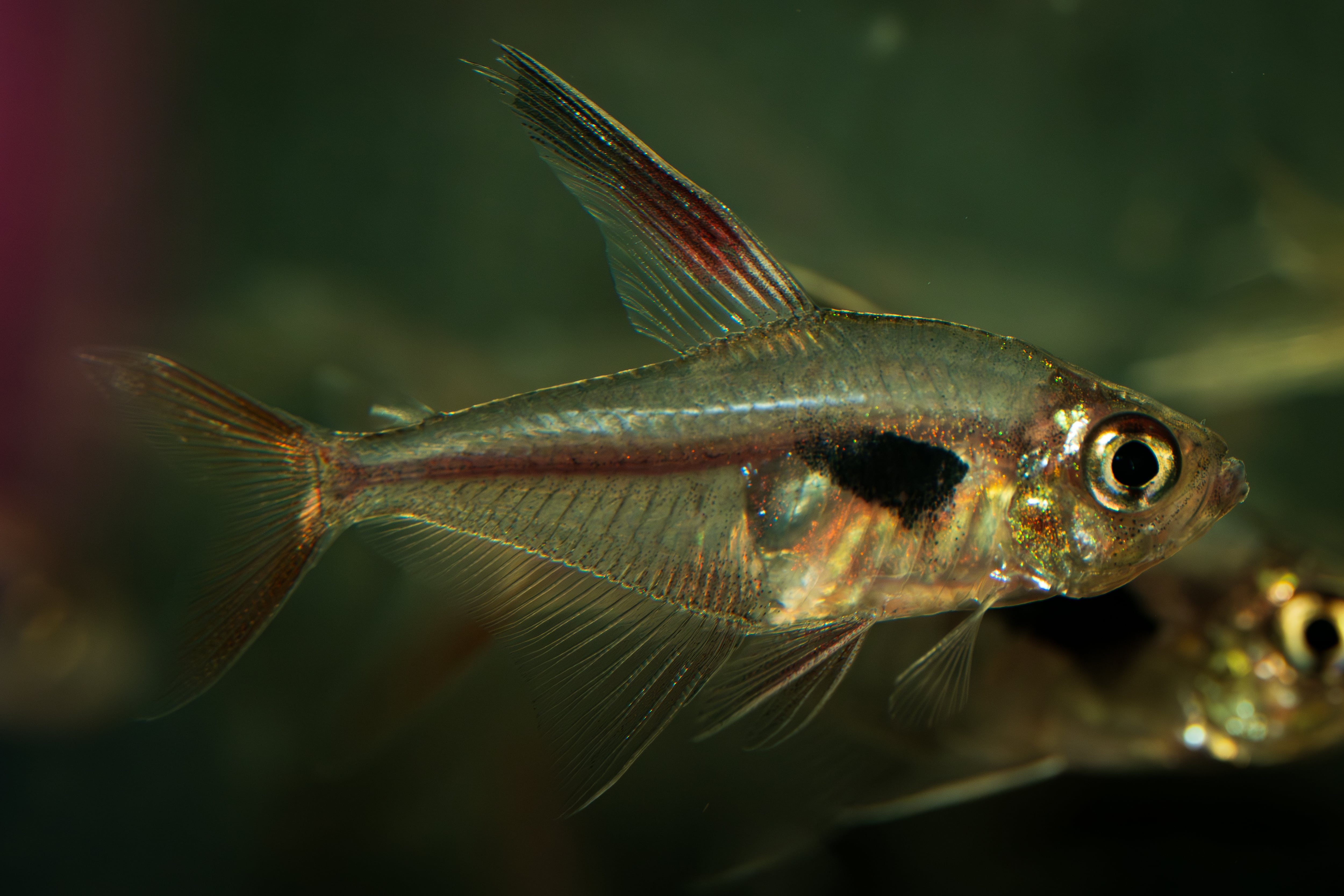 Biokimia(バイオキミア) ミズゴケ 5A ニュージーランド産 150g | AquaFocus