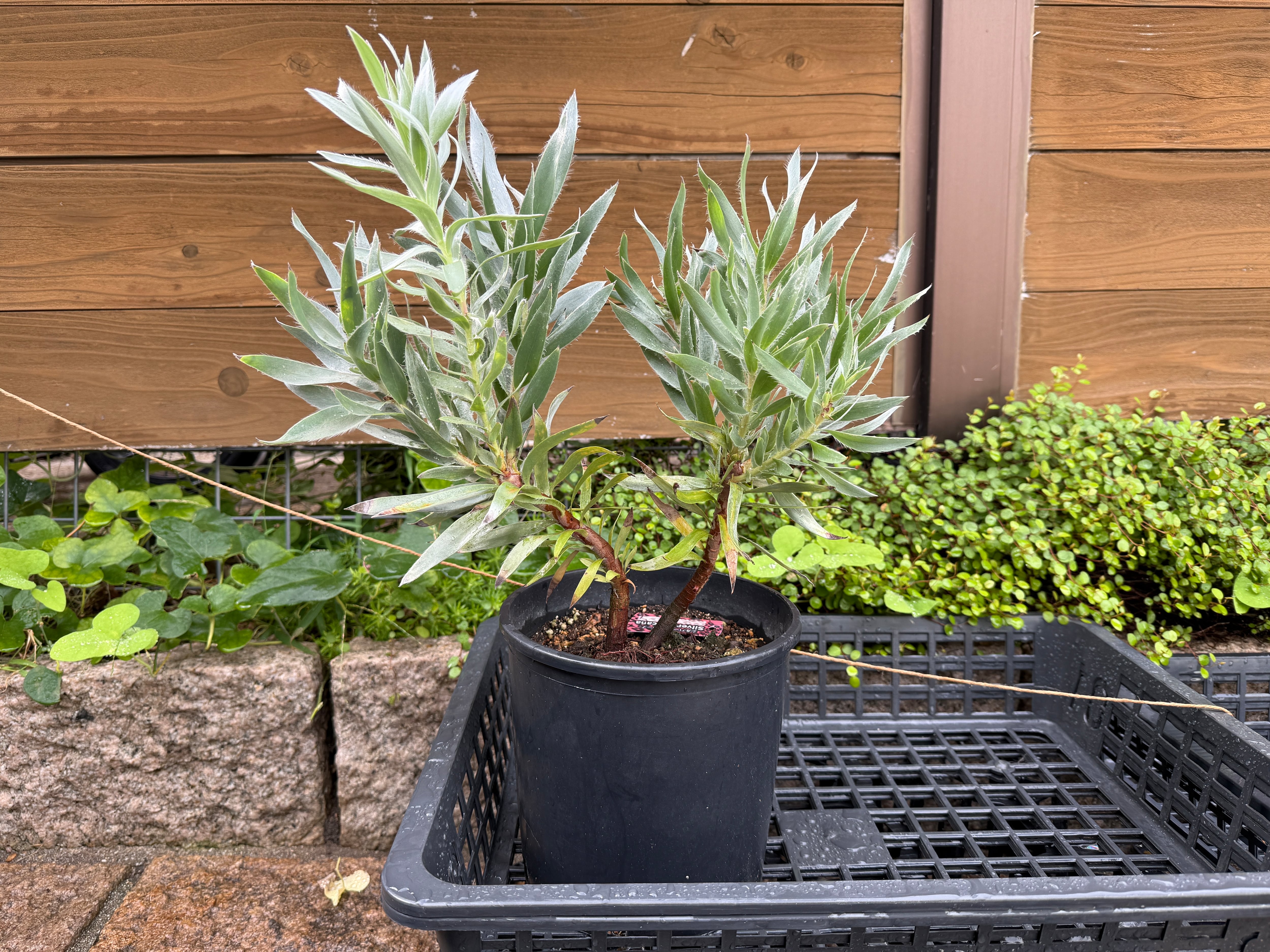 <専用> 佐藤様 専用