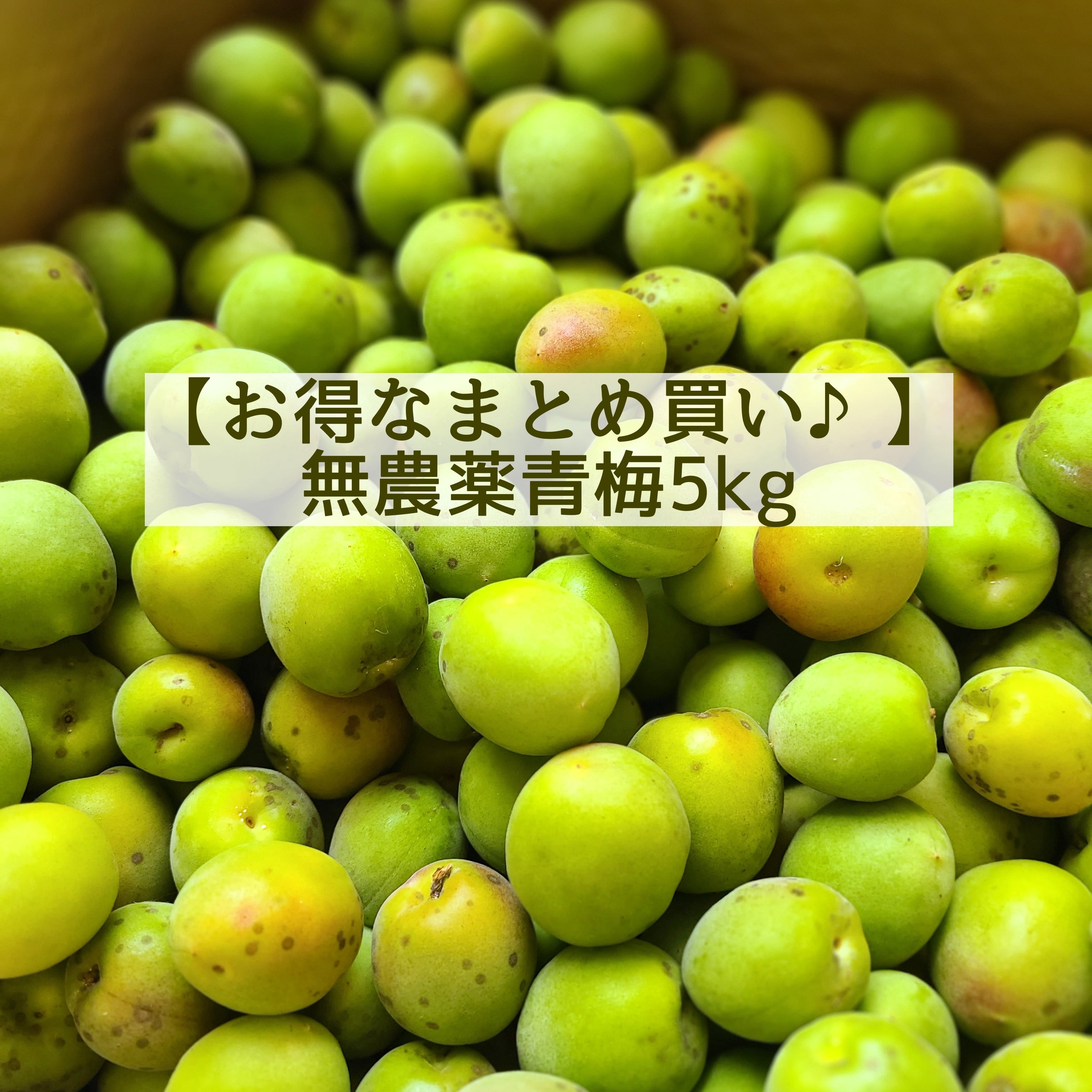 季節限定】瀬戸田の無農薬レモン (1kg) | 発酵食堂カモシカ 発酵マルシェ
